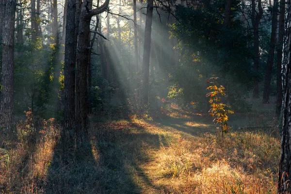 Solig Morgon Skogen Början Hösten Solljus Leker Grenarna Träden Fint — Stockfoto