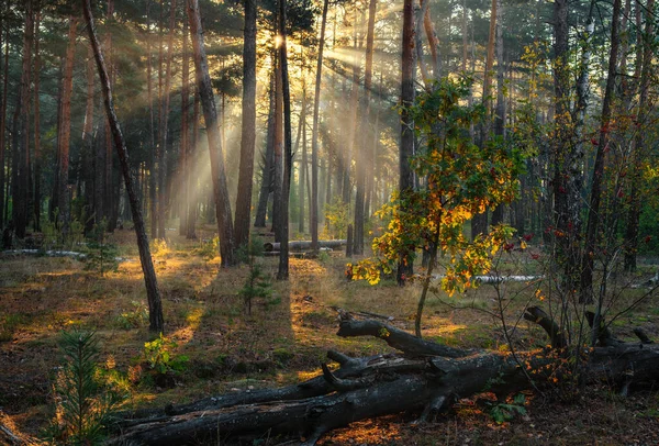 Sonniger Morgen Wald Anfang Herbst Sonnenlicht Spielt Den Ästen Der — Stockfoto