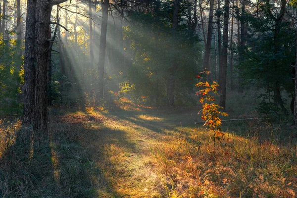 Солнечное Утро Лесу Начало Осени Солнечный Свет Играет Ветвях Деревьев — стоковое фото
