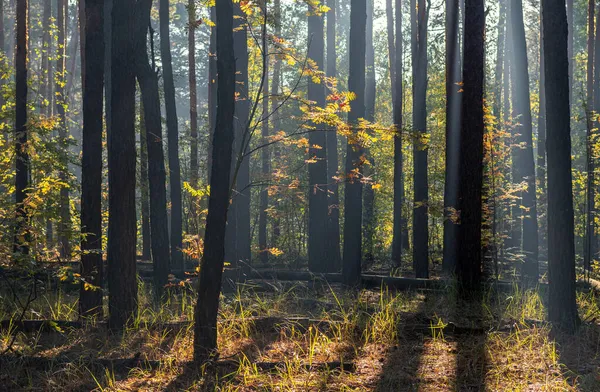 Сонячний Ранок Лісі Початок Осені Сонячне Світло Грає Гілках Дерев — стокове фото