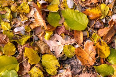 Yere düşen sonbahar yaprakları. Sonbahar renkleri. Yapraklardan arkaplan.