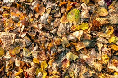 Yere düşen sonbahar yaprakları. Sonbahar renkleri. Yapraklardan arkaplan.