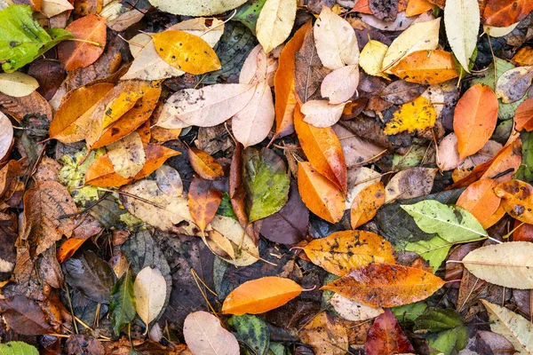 Hojas Caídas Otoño Suelo Colores Otoñales Fondo Hojas — Foto de Stock