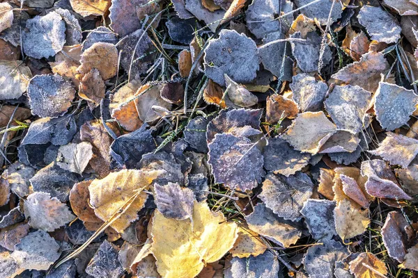 Umgefallene Herbstblätter Sind Mit Frost Bedeckt Herbstliche Farben Hintergrund Aus — Stockfoto