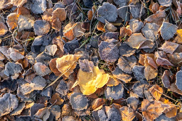 Las Hojas Caídas Otoño Están Cubiertas Heladas Colores Otoñales Fondo — Foto de Stock