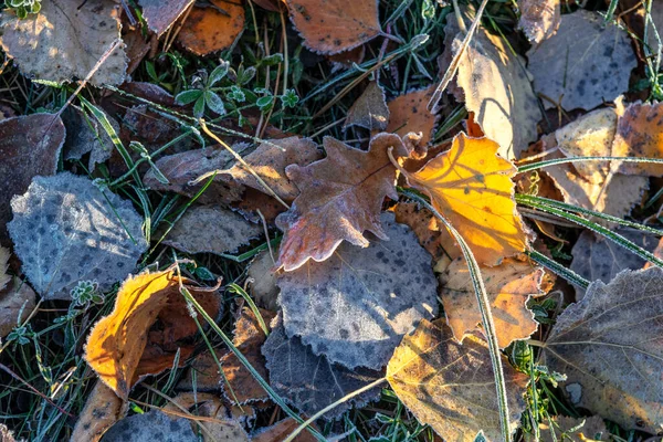 Las Hojas Caídas Otoño Están Cubiertas Heladas Colores Otoñales Fondo — Foto de Stock