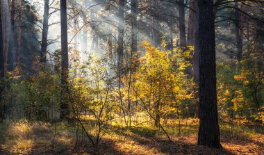 Güneş ışınları ağaçların dallarını delip geçer. Güzel bir sonbahar sabahı.