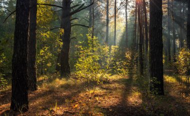 Güneş ışınları ağaçların dallarını delip geçer. Güzel bir sonbahar sabahı.