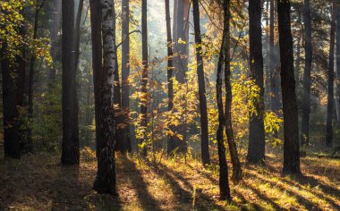 Güneş ışınları ağaçların dallarını delip geçer. Güzel bir sonbahar sabahı.