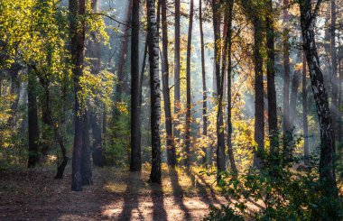 Güneş ışınları ağaçların dallarını delip geçer. Güzel bir sonbahar sabahı.