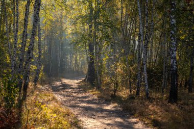 Güneş ışınları ağaçların dallarını delip geçer. Güzel bir sonbahar sabahı.
