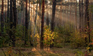 Güneş ışınları ağaçların dallarını delip geçer. Güzel bir sonbahar sabahı.