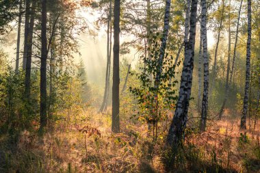 Güneş ışınları ağaçların dallarını delip geçer. Güzel bir sonbahar sabahı.