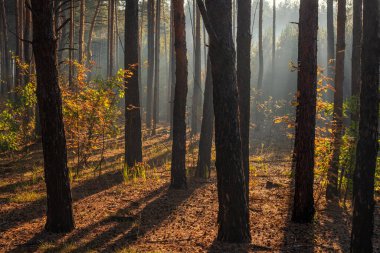 Güneş ışınları ağaçların dallarını delip geçer. Güzel bir sonbahar sabahı.