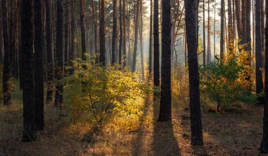 Güneş ışınları ağaçların dallarını delip geçer. Güzel bir sonbahar sabahı.