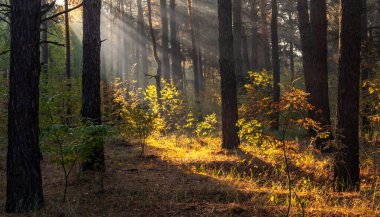 Güneş ışınları ağaçların dallarını delip geçer. Güzel bir sonbahar sabahı.