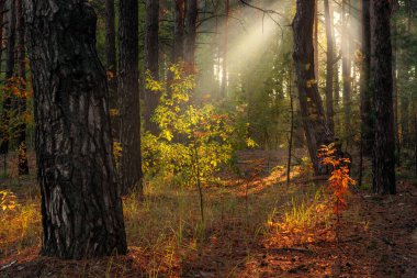Güneş ışınları ağaçların dallarını delip geçer. Güzel bir sonbahar sabahı.