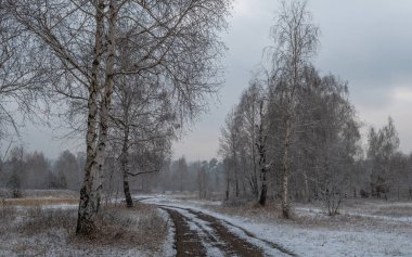 İlk kar yere düştü ve ağaçlar. Soğuk kış havası.