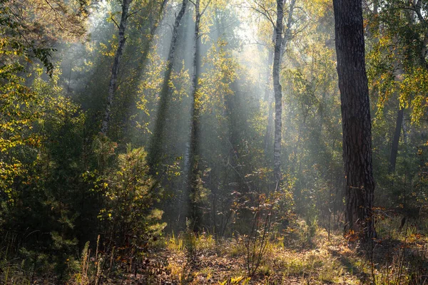 Zonnestralen Doorboren Takken Van Bomen Mooie Herfstochtend — Stockfoto