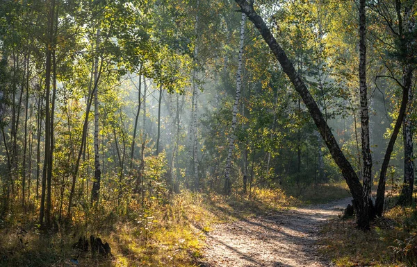 Güneş ışınları ağaçların dallarını delip geçer. Güzel bir sonbahar sabahı.