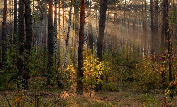 Güneş ışınları ağaçların dallarını delip geçer. Güzel bir sonbahar sabahı.