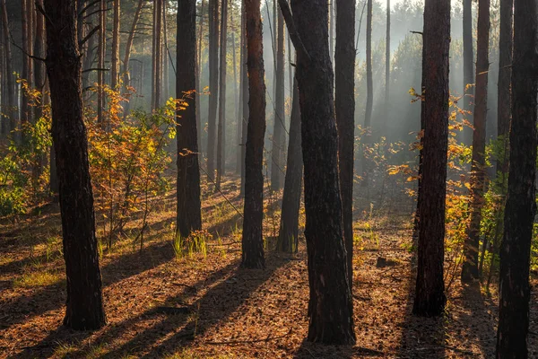 Güneş ışınları ağaçların dallarını delip geçer. Güzel bir sonbahar sabahı.