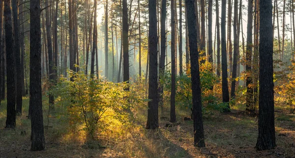 Güneş ışınları ağaçların dallarını delip geçer. Güzel bir sonbahar sabahı.