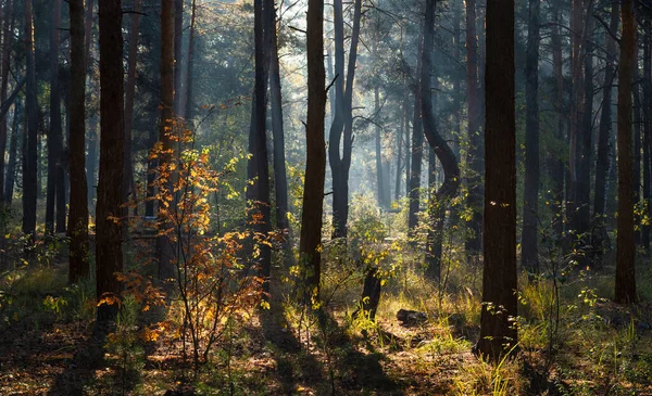 太陽の光線は木の枝を貫通する いい秋の朝 — ストック写真