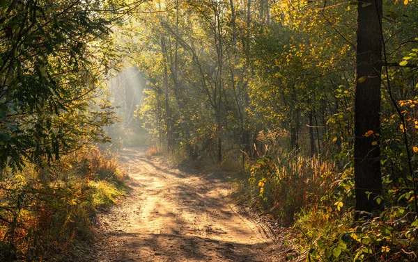 Sluneční Paprsky Pronikají Větvemi Stromů Pěkné Podzimní Ráno — Stock fotografie
