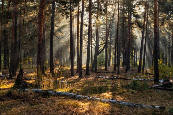 Güneş ışınları ağaçların dallarını delip geçer. Güzel bir sonbahar sabahı.