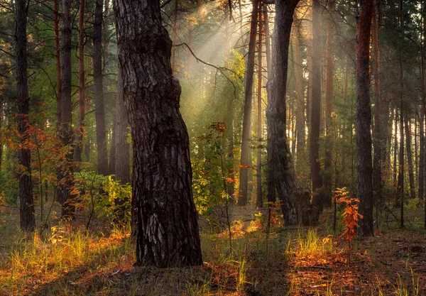 Les Rayons Soleil Percent Les Branches Des Arbres Belle Matinée — Photo