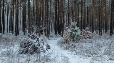 Yere ve ağaçlara kar yağdı. Soğuk kış havası.