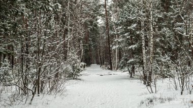 Yere ve ağaçlara kar yağdı. Soğuk kış havası.