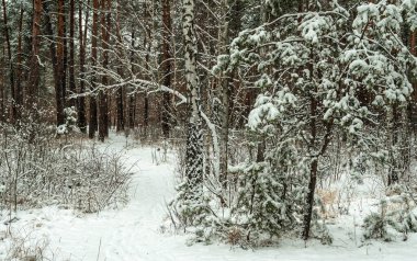 Yere ve ağaçlara kar yağdı. Soğuk kış havası.