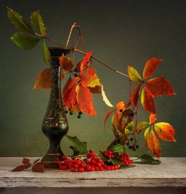 Sonbahar yaprakları ve vazoda böğürtlen olan bir dal yabani üzüm. Bir demet olgun kırmızı viburnum.