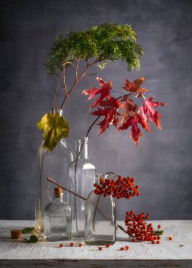 Still life with glass bottles, bunches of mountain ash and a branch with autumn maple leaves.