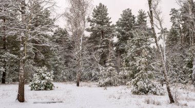 Yere ve ağaçlara kar yağdı. Soğuk kış havası.