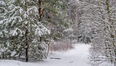 Yere ve ağaçlara kar yağdı. Soğuk kış havası.