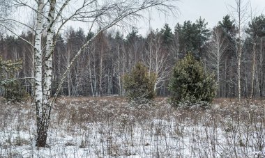 Yere ve ağaçlara kar yağdı. Soğuk kış havası.
