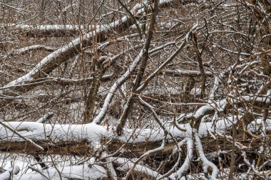 Karla kaplı devrilmiş ağaçlar.