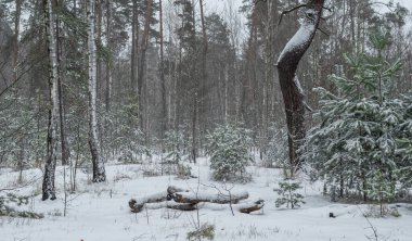 Yere ve ağaçlara kar yağdı. Soğuk kış havası.