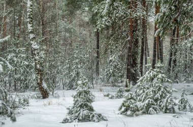 Yere ve ağaçlara kar yağdı. Soğuk kış havası.