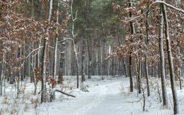 Yere ve ağaçlara kar yağdı. Soğuk kış havası.
