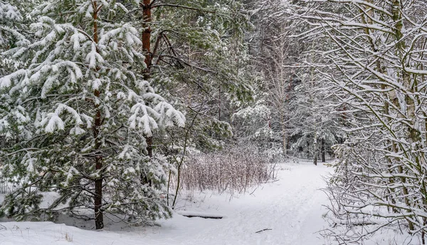 Yere ve ağaçlara kar yağdı. Soğuk kış havası.