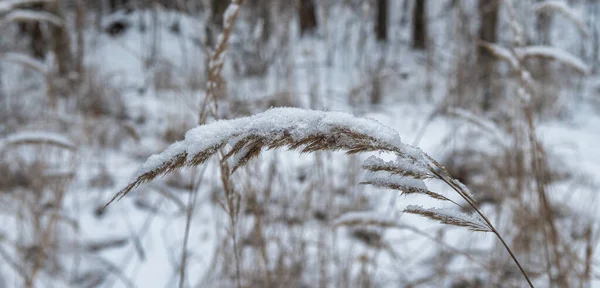 Suszone Uszy Trawy Pokryte Śniegiem — Zdjęcie stockowe