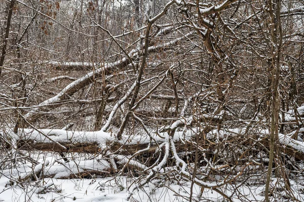 Árboles Caídos Cubiertos Nieve — Foto de Stock