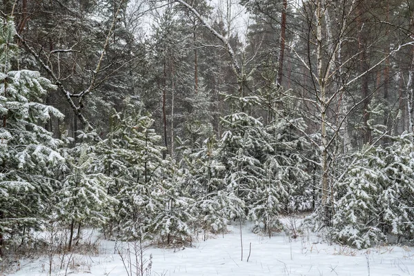 Snow Fell Ground Trees Cold Winter Weather — Foto Stock
