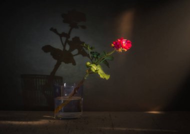 Karanlık bir arka planda çiçek açan sardunyalarla ve duvarda açık bir gölgeyle dolu bir hayat. Eski.