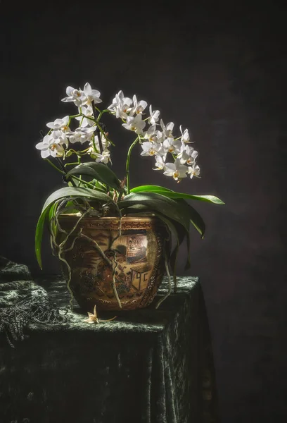 Натюрморт Цветущей Белой Орхидеей Темном Фоне — стоковое фото