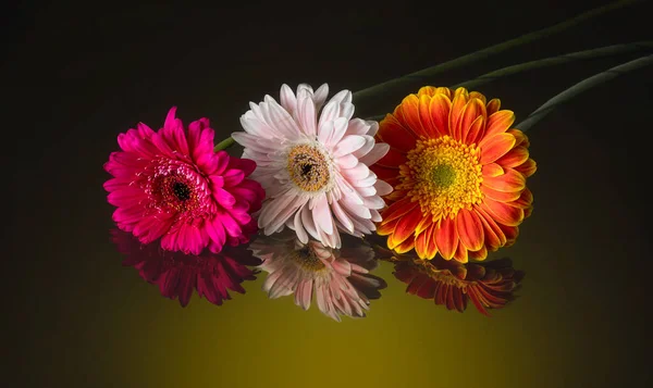 Piękne Gerbery Kwiaty Odzwierciedlone Szkle Zbliżenie Kwiatów Ciemnym Tle — Zdjęcie stockowe